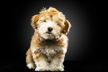 Bolonka Zwetna Welpe