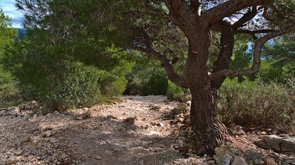 Fototapeta premium Rocky hiking path in mountain range Massif des Calanques near Cassis at the French Riviera on sunny day in autumn season with trail marking on tree.