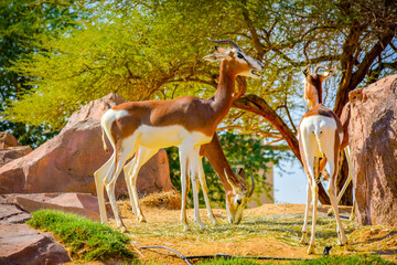 Arabian Gazelle in United Arab Emirates