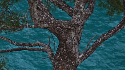 Close-up view of pine tree with branches in Calanques National Park near Cassis, French Riviera...