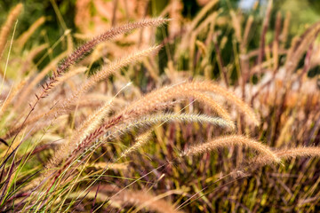 Field of wheat at sunrise, Close up view, selective focus. Beautiful summer nature background.