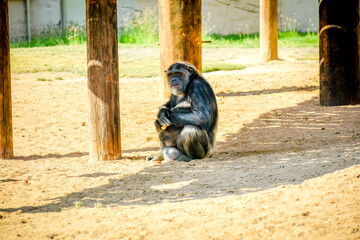 One monkey sits on the sand and eats orange