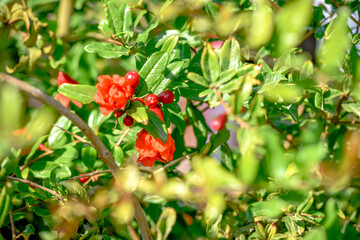 Obraz na płótnie Canvas Red pomegranate growing on a tree