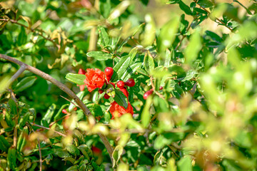 Red pomegranate growing on a tree