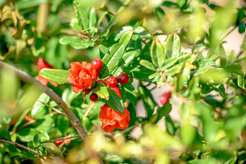 Obraz na płótnie Canvas Red pomegranate growing on a tree