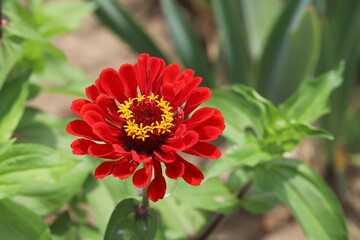 初夏の庭に咲く赤いヒャクニチソウの花