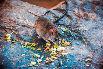 Wild Wood mouse eating green vagetables on a big rock on the forest