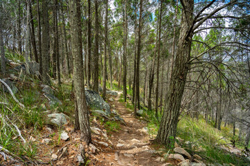 Forest hiking tracks in Mount Marlay, Stanthorpe, Queensland, Australia