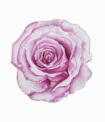 Pink rose watercolor on white background