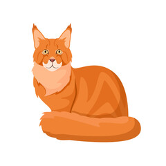 Maine Coon cat on a white background. Cartoon design.
