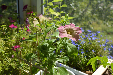 Fototapeta na wymiar Petunia with delicate light pink flowers on the backdrop of blooming balcony greenery