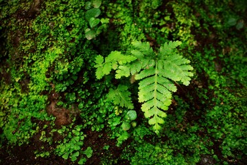 green moss on the stone wall