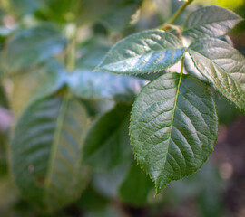 close up of green leaves