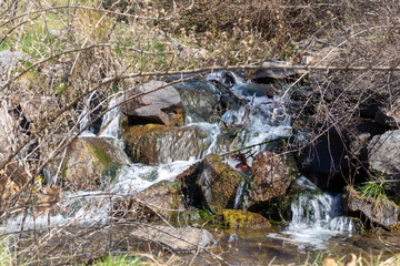 river in the forest