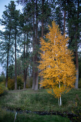 autumn in the forest