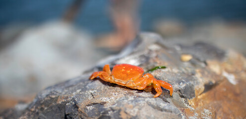 frog on a leaf