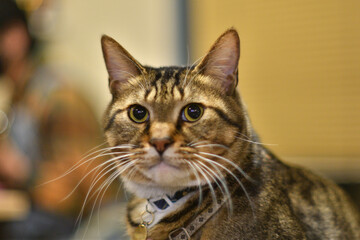 こちらを見つめる猫