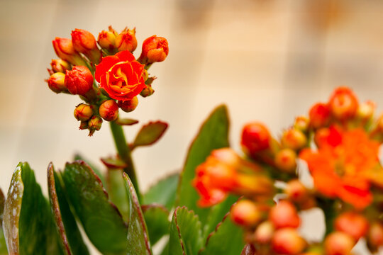 Background photo of Kalanchoe flower on blurred background. To the left, among unopened buds, Kalanchoe flower with red petal in selective focus.