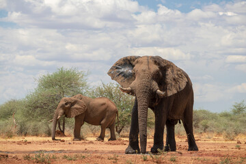 Naklejka na ściany i meble Two african elephants in the grasslands of Etosha National Park, Namibia.