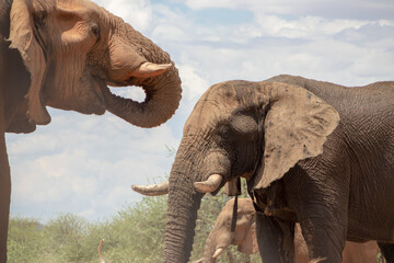 Two african elephants  in the grasslands of Etosha National Park, Namibia.