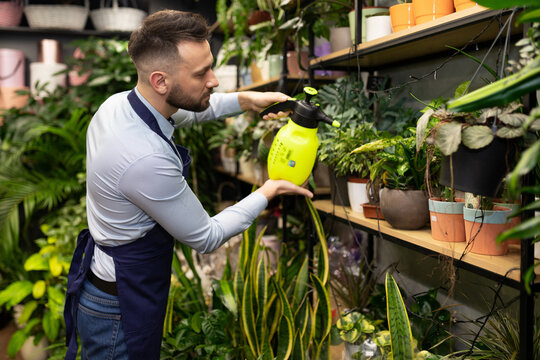 male florist at work spray flowers from a spray bottle, potted plant shop