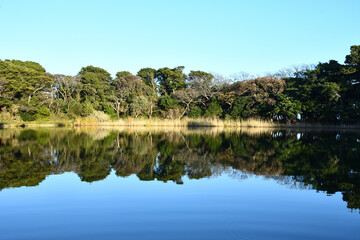 Fototapeta na wymiar 大瀬崎の神池