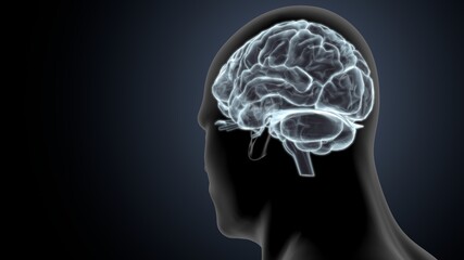 Obraz premium 3d illustration central organ of human nervous system brain anatomy.