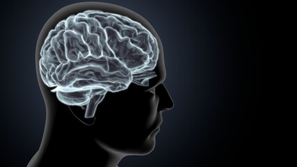3d illustration central organ of human nervous system brain anatomy.