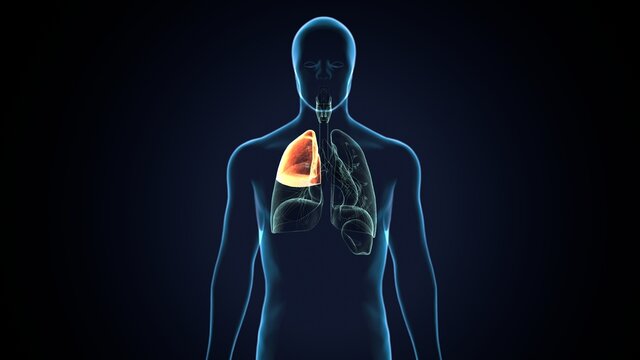 3d render of human lungs structure and function anatomy