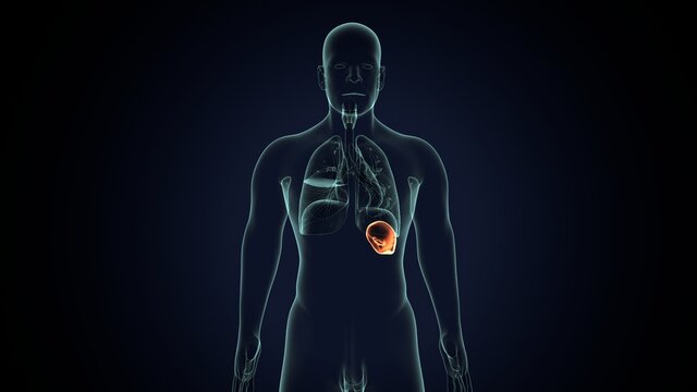 3d render of human lungs structure and function anatomy