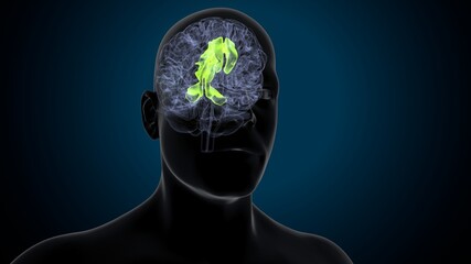 3d illustration of human brain superior frontal gurus Anatomy.
