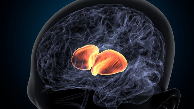 3d illustration of human brain internal capsule anatomy.
