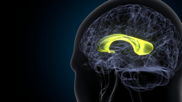 3d illustration of human brain corpus callosum anatomy.
