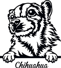 Chihuahua Peeking Dog - head isolated on white