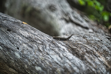 Skink lizard on a tree