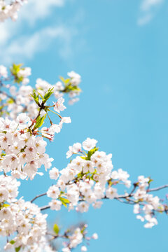 Fototapeta Cherry blossoms with blue sky background
