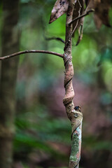 Fototapeta premium tree in the forest