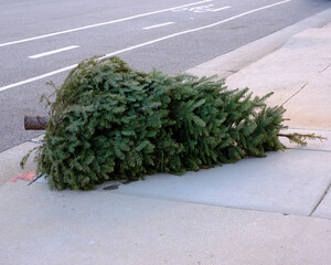 discarded Christmas tree