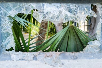 Broken greenhouse window with palm leaves behind it