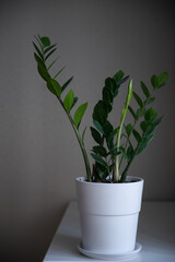 Home plant zamioculcas in white pot