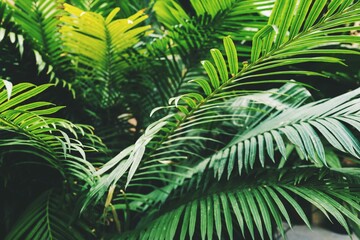 Palm leaves full frame natural background