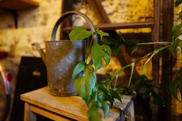 Watering can next to the plant