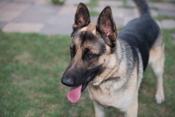 Close up shot of german shepherd dog