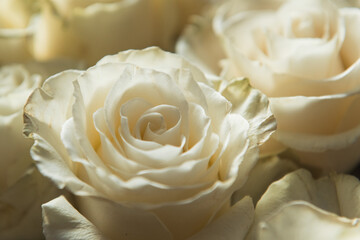 White roses flowers close up background