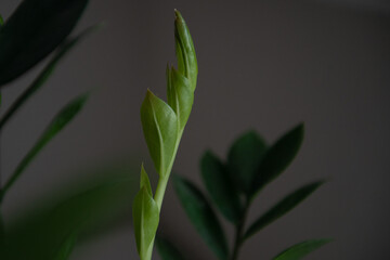 Close up plant leaves zamioculcas