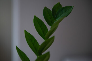 Close up plant leaves zamioculcas