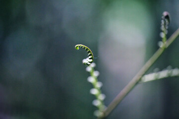 Fern