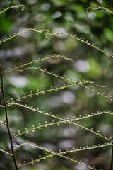 drops of dew on a branch