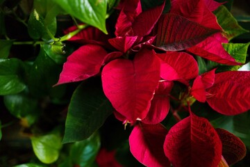 Poinsettia plant close up