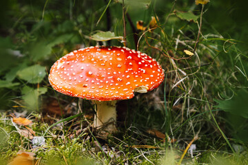 Mushroom Amanita muscaria, fly amanita. Bright, toxic and inedible mushroom fly agaric with blurred green grass background. Close up poisonous natural plant in natural environment